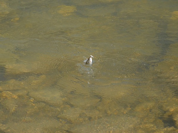 Изображение Хоть рыбка и невелика, а без боя никогда не сдается. Фото: Шеляга Геннадия.