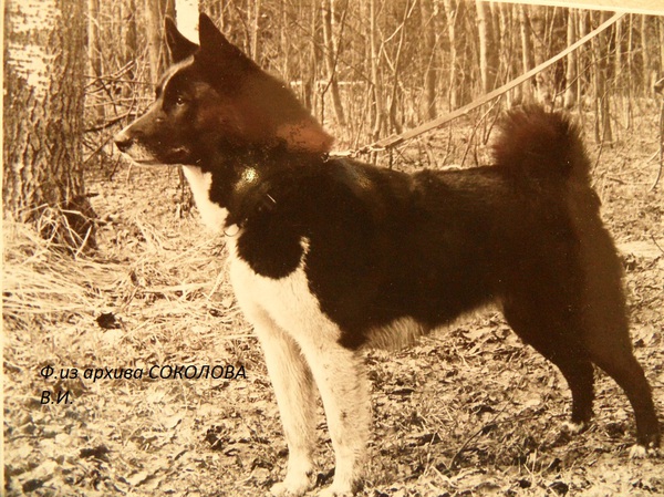 Изображение ч.Сайда 2-я 1659 от Аксая Копейкина и Сайды 1257. Вл.Отрывин В.А.