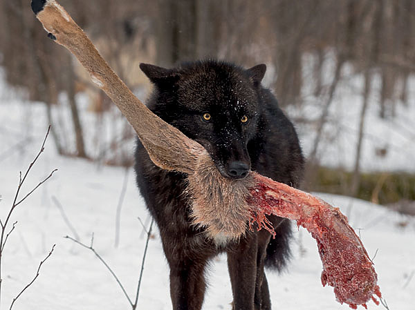 Изображение По осени ушли в тайгу. Охотник не мог нарадоваться работе Волчка. ФОТО SHUTTERSTOCK