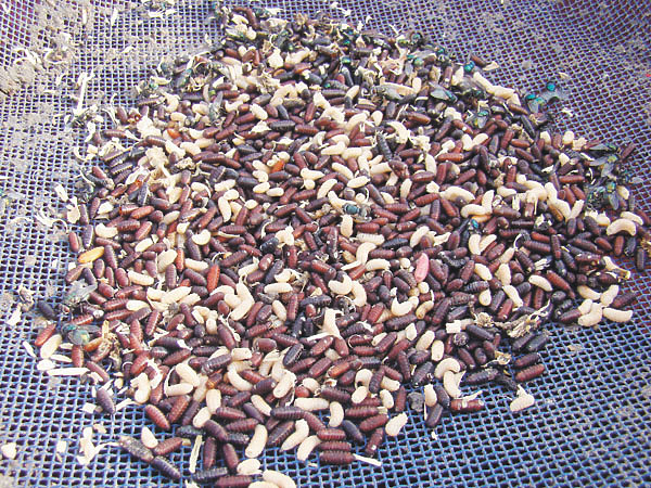 Изображение Фото: Линника Николая.