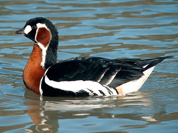 Изображение ФОТО KENTISH PLUMBER/FLICKR.COM (CC BY-NC-ND 2.0)