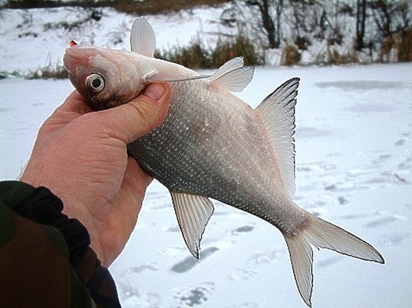 Изображение Фото: Александра Токарева. 