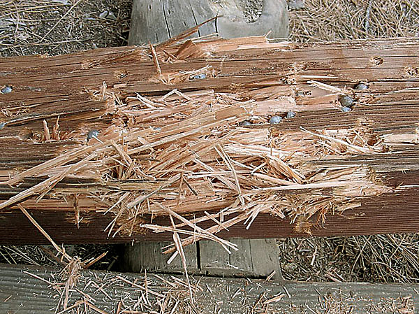 Изображение Мощности и калибра винтовки оказалось достаточно, для того чтобы использовать ее в качестве боевого оружия. ФОТО:  NATIONAL FIREARMS MUSEUM 