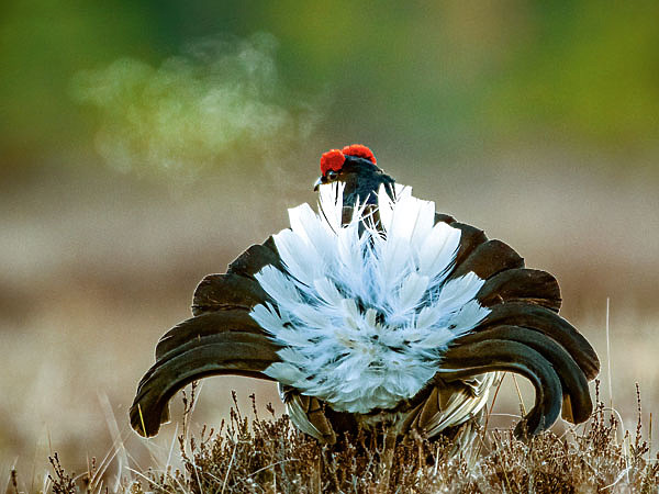 Изображение ФОТО SPJUTKASTARE/WIKIMEDIA.ORG (CC BY-SA 4.0) Фото автора. 