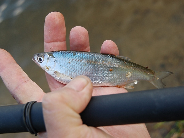 Изображение Фото: Яншевского Андрея.
