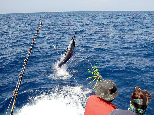 Изображение Поднявшись на поверхность, быстрый хищник предпринимает неимоверные по красоте и силе попытки освободиться от крючка. Фото: Тоболь Евгении.