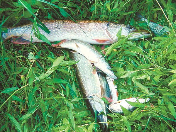 Изображение Фото: Маилкова Анатолия.