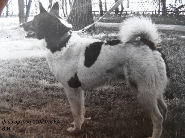 Изображение Белка 1771 р.1970 Шилова Е.И. от ч.Мирты 1338