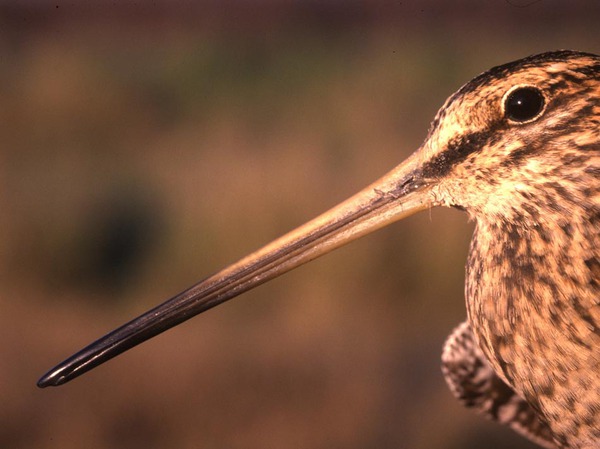 Изображение фото: Fotolia.com