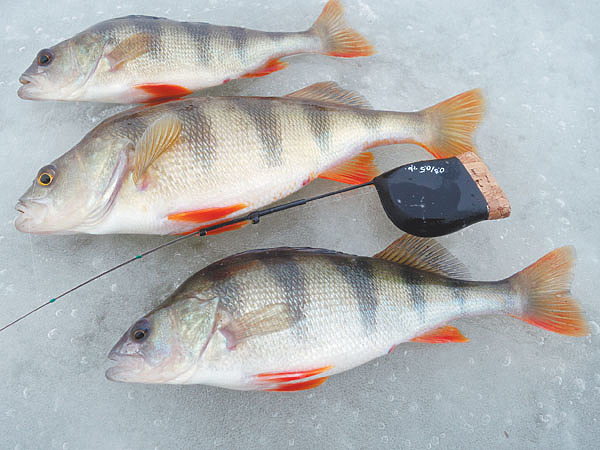 Изображение Фото: Линника Николая.