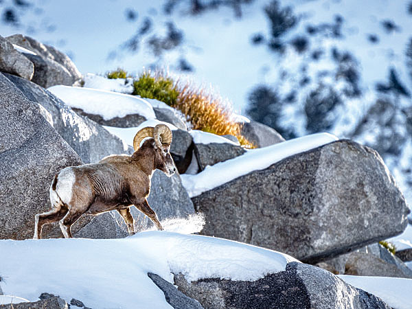 Изображение ФОТО: ДАРРЕН ЭПП, СЕРГЕЙ ЯСТРЖЕМБСКИЙ 