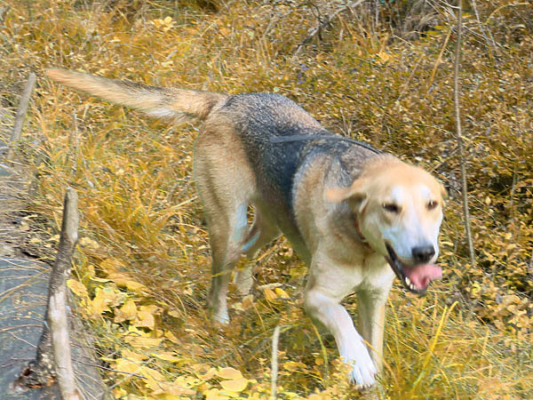 Изображение Опытная выжловка хорошо знает места обитания зайца, уделяя им больше внимания. ФОТО Дмитрия Васильева
