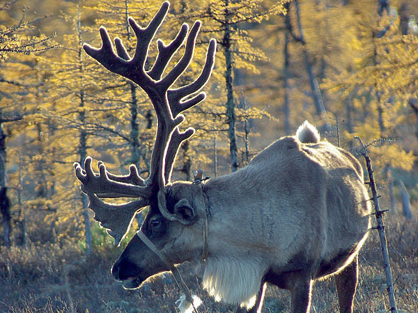 Изображение Фото автора.
