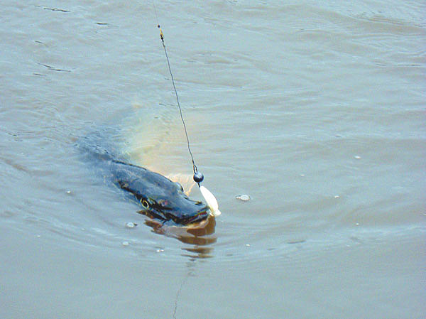 Изображение Фото: Анатолий Маилков.