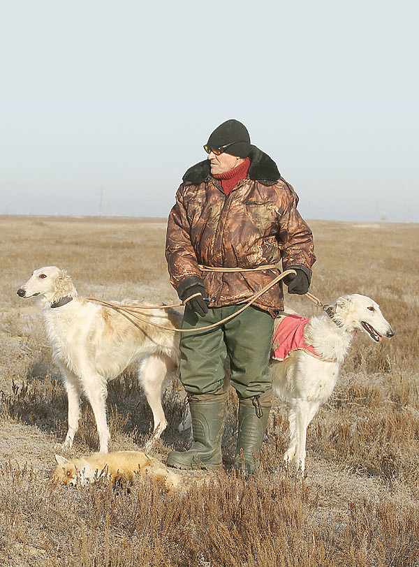 Изображение Сохранение пород охотничьих собак означает сбережение их генофондов — результатов селекции и культуры работы с ними, национального достояния, созданного поколениями русских селекционеров и охотников. На фото: Владимир Рабочев и его борзые с трофеем. ФОТО АННЫ ШУБКИНОЙ