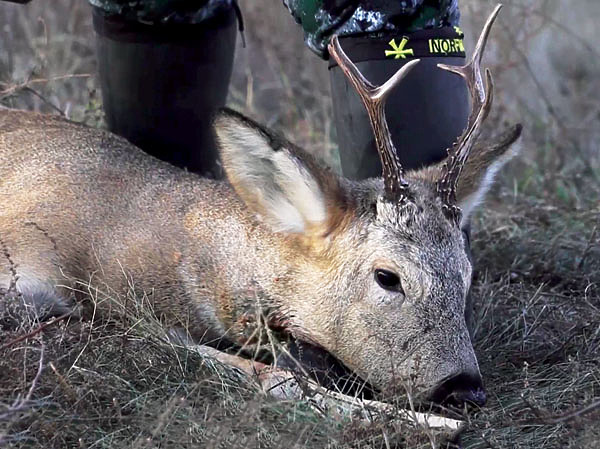 Изображение Трофеями стали несколько сибирских косуль, в том числе и этот красивый козлик. Фото автора.