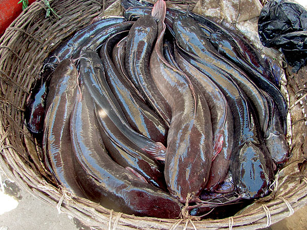 Изображение В неглубоких илистых местах можно встретить сома, который ползает, извиваясь, как змея. Фото: Владимир Супруненко.