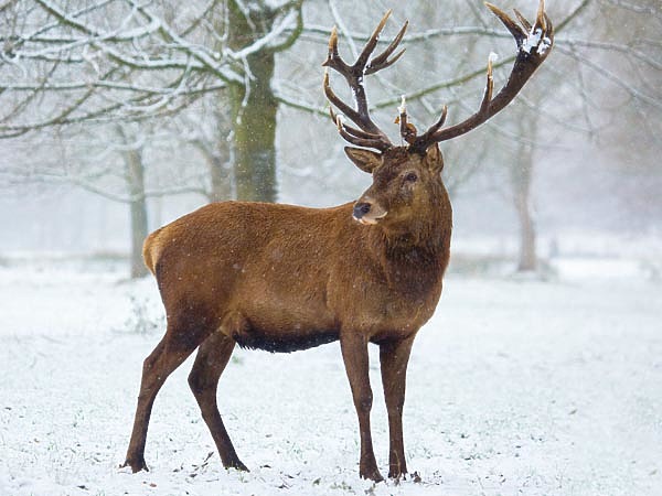 Изображение Добыть красавца рогача — задача не из легких. ФОТО.UNSPLASH 