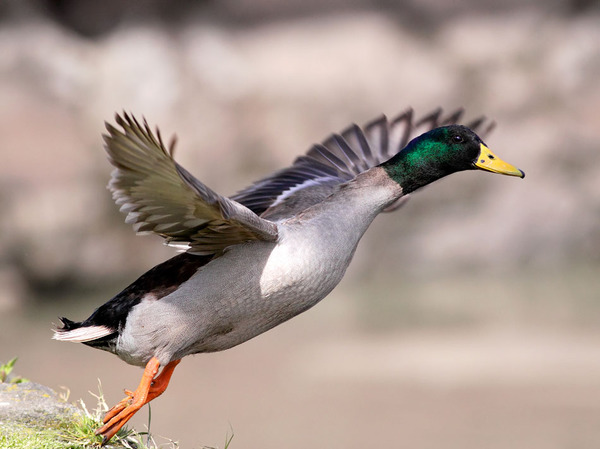 Изображение фото: fotolia.com