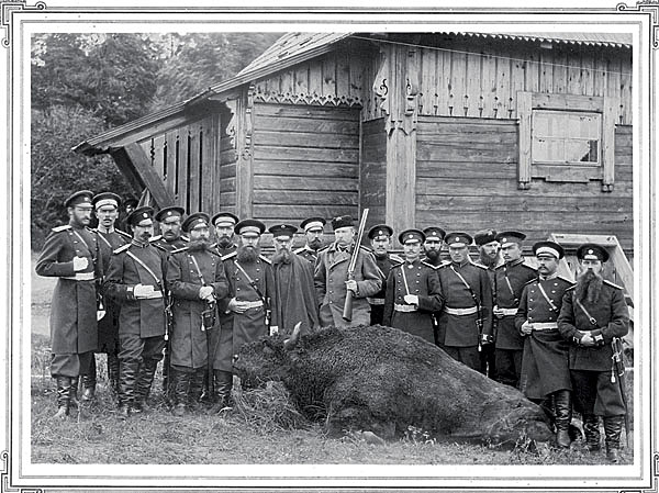 Изображение Устроители императорской охоты в Беловежской пуще в 1894 году с добытым зубром. Фотограф З.Карасик, Гродно.