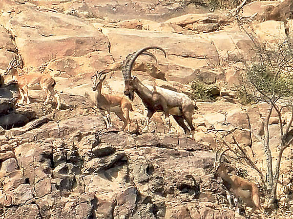 Изображение Синдский козерог. ФОТО: ЭРИХ МЮЛЛЕР