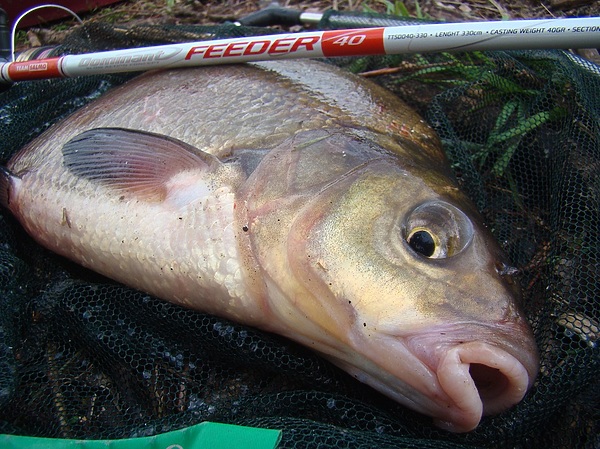 Изображение Фото: Линника Николая.