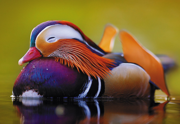 Изображение Китай за свою долгую историю имел множество названий, однако самое рас-пространенное это — Чжун Го («Срединное государство»). Именно в Китае находится основной ареал мандаринки.
Фото SHUTTERSTOCK.COM