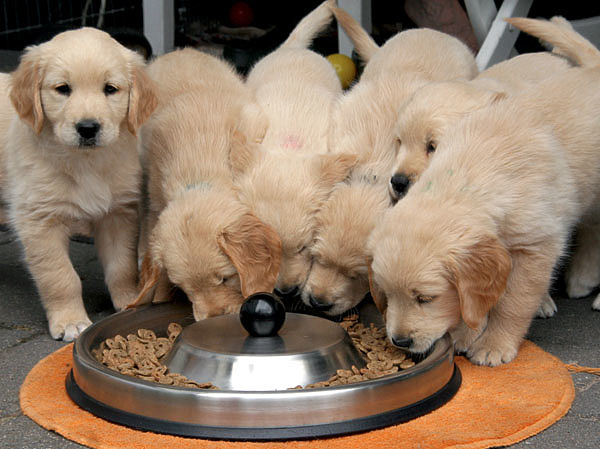 Изображение Узнать, насколько привлекательным окажется корм для собаки, можно только одним способом: накормить. ФОТО PIXABAY