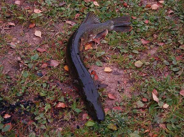 Изображение Фото: Яншевского Андрея.