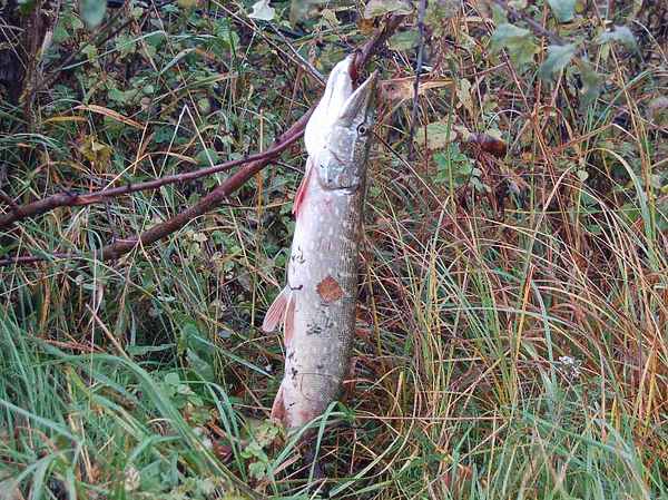 Изображение Фото: Яншевского Андрея. 