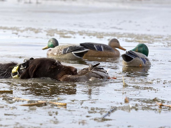 Изображение фото: Fotolia.com