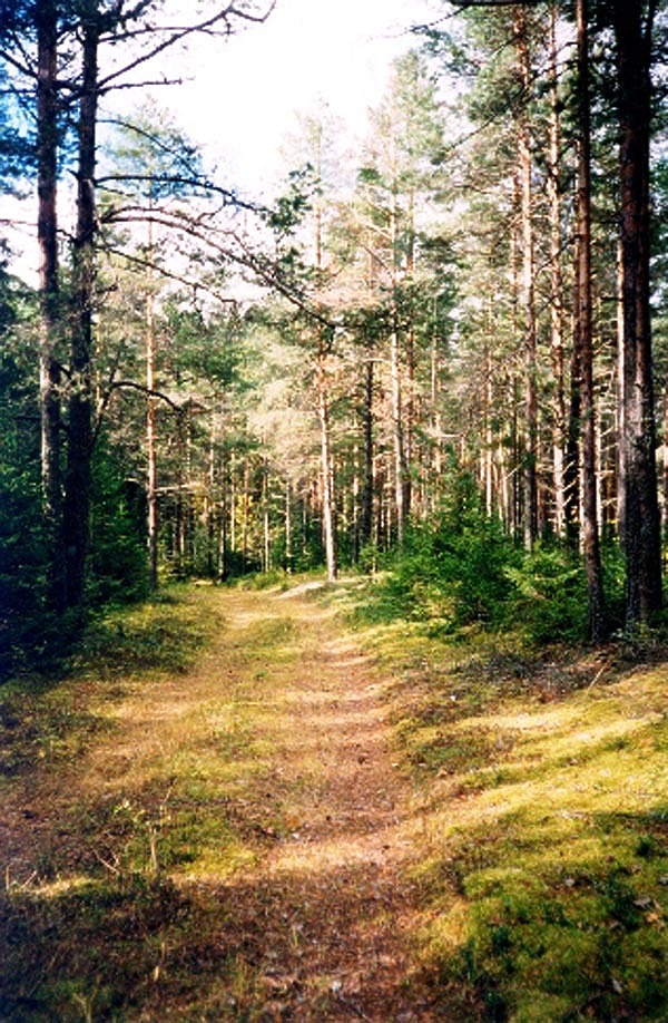 Изображение Парковые сосняки Вышневолоцких краев. Фото автора