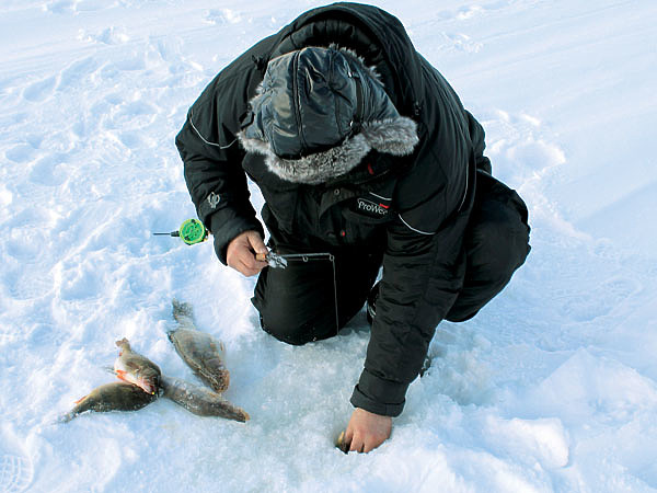 Изображение Чтобы не порвать слабые губы окуня, крупный трофей лучше принимать в лунке рукой. Фото: Смирнова Сергея.
