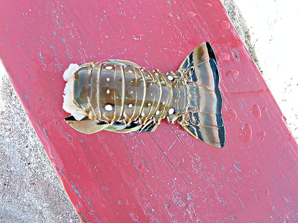 Изображение Основная съедобная часть лангуста — это его хвост. Фото: Марьяничева Алексея.