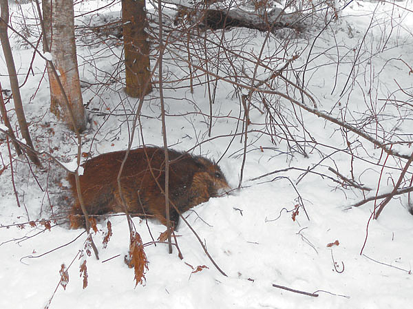 Изображение Фото Дмитрия ВАСИЛЬЕВА 