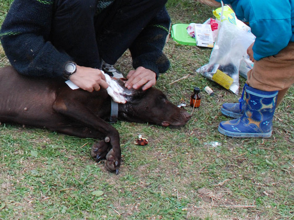 Изображение Оказываю первую помощь собаке. За пятое поле вторая травма и всё в 2012 году... Фото Сёмина Михаила