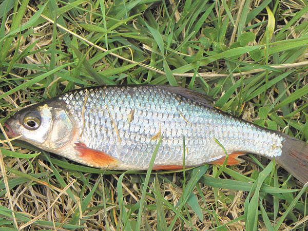 Изображение Фото: Анатолия Маилкова.