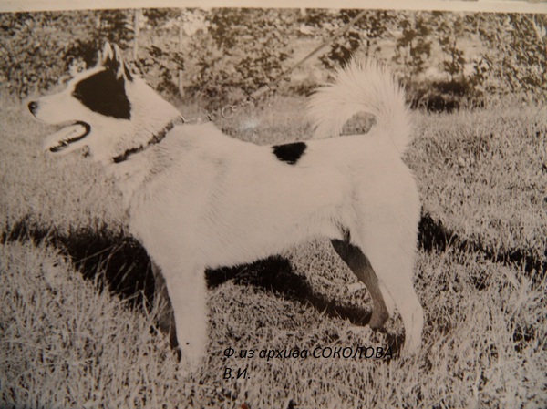 Изображение Амур р.64г. от Тузика п-ка и Чары Уткина. Вл.Отрывин В.А.