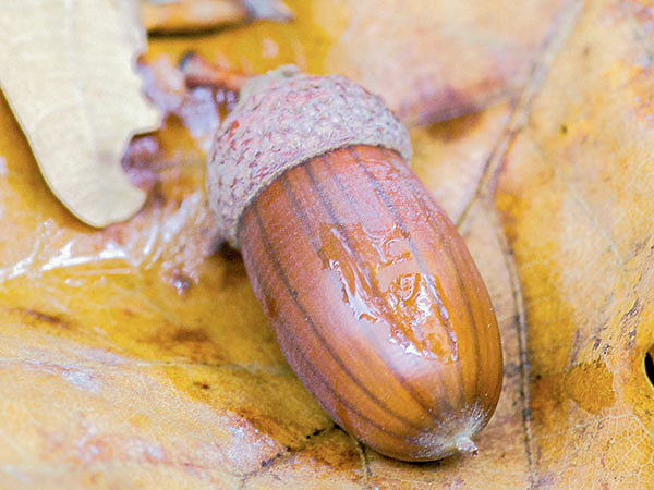 Изображение Принято считать, что желуди едят только дикие кабаны и грызуны, а для человека они бесполезны. Это не так, они широко применяются в медицине, косметологии и кулинарии. Главное — это правильно их приготовить. Они очень питательны, калорийны, содержат много витаминов и антиоксидантов. Они укрепляют нервную систему, ускоряют метаболизм, нормализуют гормональный баланс, помогают полноценному усвоению витаминов, снижают уровень холестерина. ФОТО PIXABAY 
