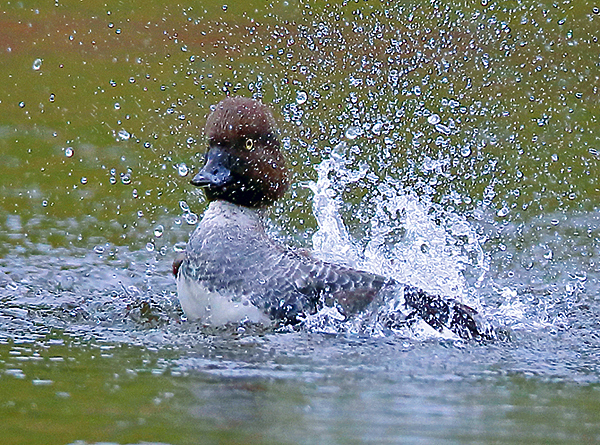 Изображение Самка гоголя 