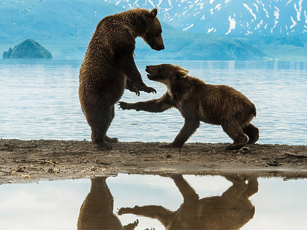 Изображение У этого медвежонка-третьяка нет братиков-сестричек, поэтому он играет с мамой. Фото автора.