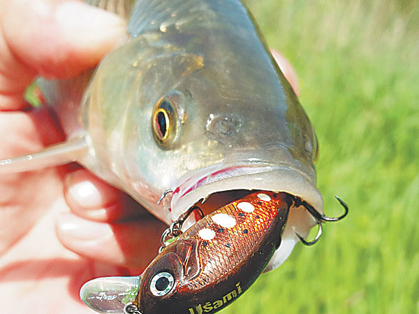 Изображение Фото: Алексей Коломиец. 