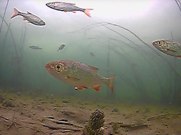 Изображение Фото: Коломийца Алексея. 