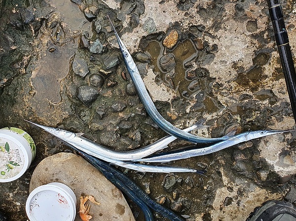 Изображение Хороший улов – это результат десятков забросов. Фото: Шеляга Геннадия.