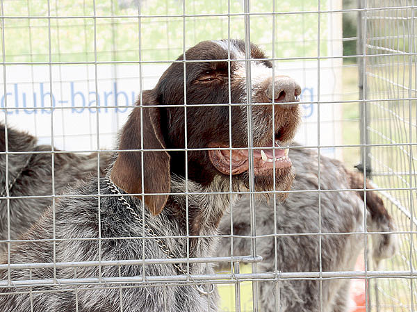 Изображение Вижу дичь, да зуб неймет. Как тут не взвоешь! Фото автора.