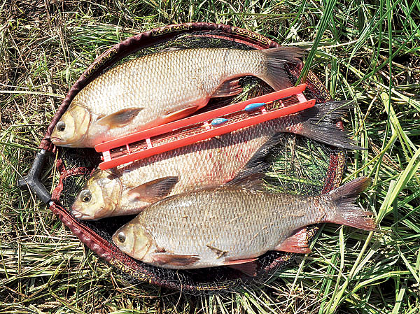 Изображение При ловле взабродку приходится крупную рыбу брать подсачеком. Фото: Николай Линник. 