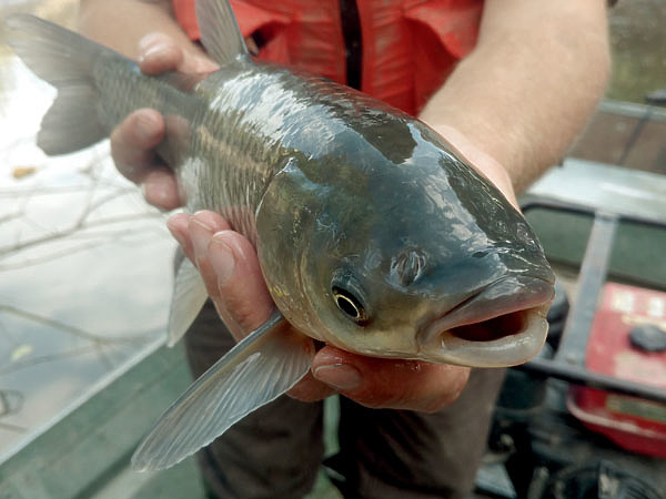 Изображение В собственных прудах тайцы культивируют рыбу, похожую на карпа. ФОТО ASIAN CARP REGIONAL COORDINATING COMMITTEE.PSD/FLICKR.COM (CC BY 2.0) 