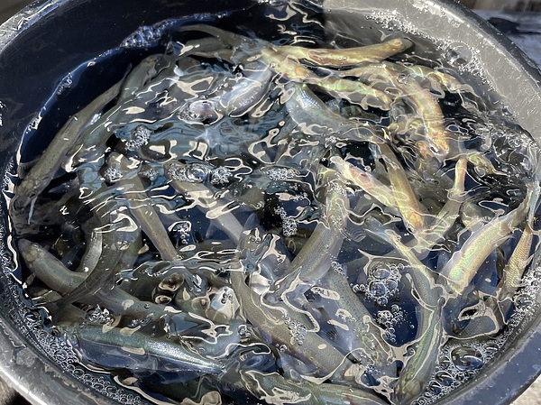 Изображение Фото: Кандалакшский лососевый рыбозавод.