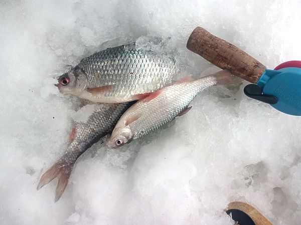 Ключевой успех в зимней рыбалке: клюет ли плотва в мороз