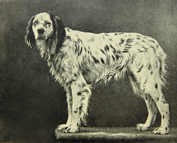 Изображение 132. Лаверак Эдуард. Сеттер. С присовокуплением заметок о главнейших существующих ныне породах; наставлений к ведению, воспитанию и обучению собак; выставки собак, полевые испытания, общий уход за собаками и т.д. Пер. с английского С. М-ского, исправленный И.Е. Забельским. 
М., 1890, 84 с.,120.
Книжка вышла в качестве приложения к «Журналу охоты» А.Е. Корша и стала первым изданием на русском языке, посвященным сеттерам. 